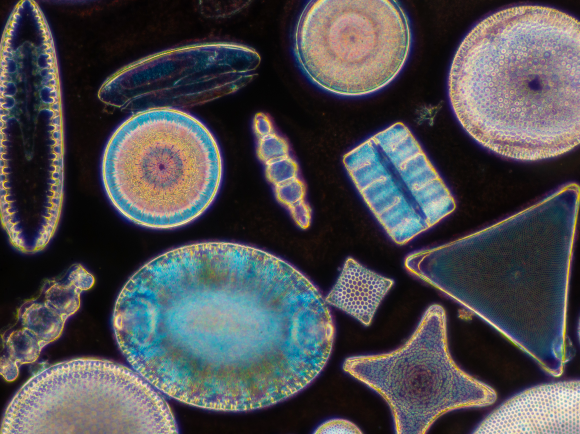 Colorful diatoms under a microscope. 