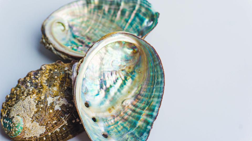 three seashells
